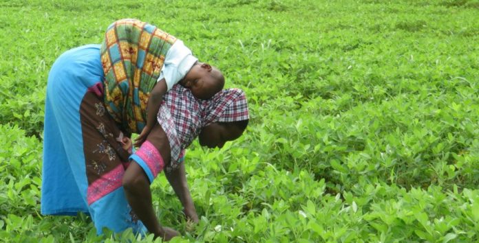 FARMING ACTIVITY